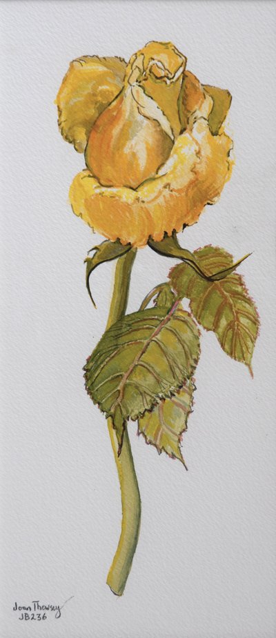 Single Yellow Rose Arthur Bell 2006 by Joan Thewsey
